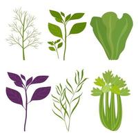 salade verte bio. basilic, laitue, aneth, céleri. illustration vectorielle isolée. vecteur