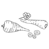légume-racine de panais, illustration de contour de plante, page de coloriage de produit alimentaire vecteur