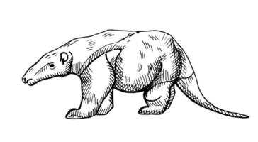 illustration de fourmilier sur fond blanc isolé. illustration vectorielle animal d'amérique du sud tamandua nord. vecteur