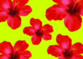 Fleurs d&#39;hibiscus rouge, floral vector Illustration sur fond noir.