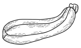 moelle végétale. illustration vectorielle. dessin à la main linéaire vecteur