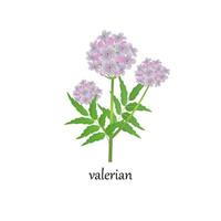 illustration vectorielle d'un brin de valériane en fleurs, une plante médicinale, isolée sur fond blanc. vecteur