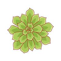 succulente echeveria pulidonis en style cartoon. fleur du désert rose verte. plante d'intérieur pour l'impression et le design. illustration vectorielle, élément isolé sur fond blanc vecteur