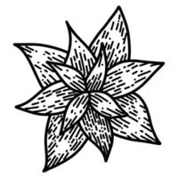 fleur de poinsettia en style cartoon doodle. illustration noire linéaire de plante étoile de noël vecteur