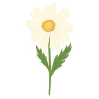 camomille isolé sur fond blanc. fleur abstraite de couleur blanche avec un noyau jaune dans un style doodle. vecteur