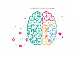 Vecteur, hémisphères, cerveau humain
