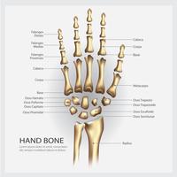 Anatomie d&#39;os de main avec illustration vectorielle de détail vecteur