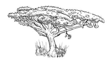 acacia tordu isolé sur fond blanc. arbre africain de silhouette rétro. savane vintage en gravure. vecteur