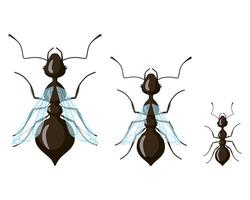 reine, mâle, fourmi ouvrière isolée sur fond blanc. répartition des classes d'insectes. vecteur