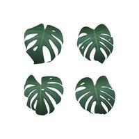 feuilles de plantes de monstera sur fond blanc, illustration vectorielle vecteur