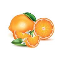 composition réaliste d'oranges vecteur