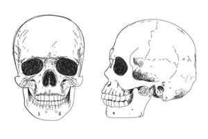 dessin à la main de squelette humain. crâne humain de profil vecteur