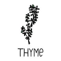 thym, élément de style doodle dessiné à la main. modèle de conception d'emballage logo et emblème - épices et herbes - brins de thym. logo dans un style linéaire à la mode. vecteur