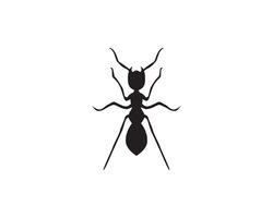 Conception de fourmi Logo template vector illustration