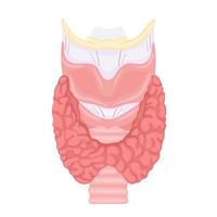 Anatomie de la thyroïde et de la trachée. icône d'anatomie des organes du corps humain. notion médicale. vecteur