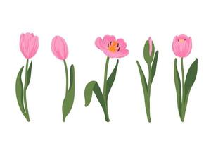 ensemble de tulipes roses et de boutons floraux, feuilles de plantes bulbeuses en fleurs avec racine. collection d'éléments floraux sur fond blanc. primevères délicates pour cartes de voeux pour la fête des mères, la fête des femmes, pâques vecteur