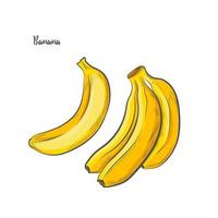 illustration vectorielle de banane fruits croquis. vecteur