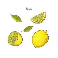 illustration vectorielle de citron fruits croquis. vecteur