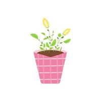 Lys calla à fleurs jaunes dans un pot en céramique rose. les fleurs de la plante d'intérieur s'isolent sur un fond blanc. illustration vectorielle. vecteur
