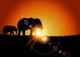 fond animal d'éléphant au coucher du soleil vecteur