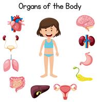 Organes du corps