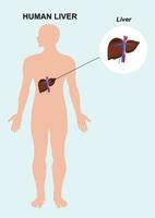 anatomie des organes du foie humain. illustration du foie interne humain vecteur