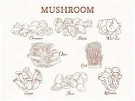 ensemble de groupe de champignons comestibles. arrière-plan, vintage dessinée à la main dessinée à la main. illustration vectorielle avec texte vecteur