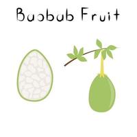 fruits de baobab. produit naturel de désintoxication sain. organik complément alimentaire aux fruits. super aliment pour l'homéopathie. illustration vectorielle de dessin animé vecteur