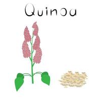 quinoa. produit naturel de désintoxication sain. Complément alimentaire organik alimentaire. superaliment, graines pour l'homéopathie. illustration vectorielle de dessin animé vecteur