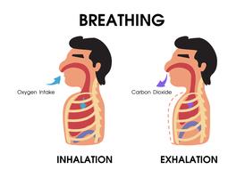 Diagramme montrant l&#39;expansion et la contraction des poumons en respirant. vecteur