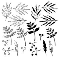 Éléments botaniques dessinés à la main vecteur