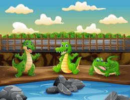 scène avec trois crocodiles dans l'illustration du zoo vecteur