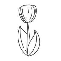 dessin animé mignon tulipe avec illustration vectorielle de tige verte. fleurs de printemps vecteur