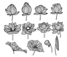 fleur de lotus dessin et croquis noir et blanc vecteur