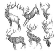 collection de cerfs dessinés à la main croquis de dessin à la main en noir et blanc vecteur
