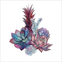 Bouquet de plantes succulentes. Arrangement de fleurs pour la conception. Aquarelle. Graphique. Vecteur. vecteur