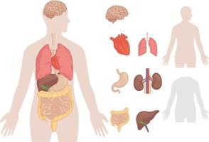 parties du corps humain anatomie organes ensemble isolé vecteur