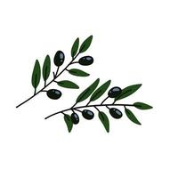 deux rameaux d'oliviers. ensemble de branches d'olives grecques, brindilles d'arbres alimentaires à l'huile d'été et feuilles illustration vectorielle plane. vecteur