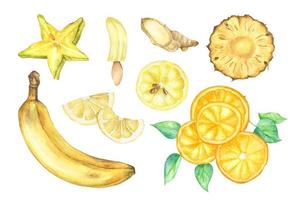 légumes jaunes et ensemble de fruits. illustration aquarelle. vecteur