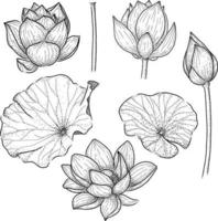 vecteur, ensemble, main, dessiner, fleur lotus vecteur