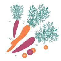 carottes violettes et orange modernes dans un style dessiné à la main. illustration vectorielle vecteur