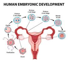 développement embryonnaire humain en infographie humaine vecteur