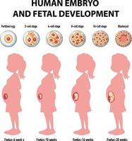 développement embryonnaire humain en infographie humaine vecteur