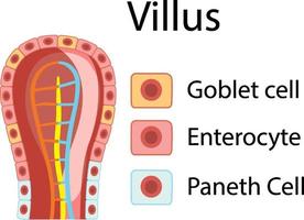 schéma montrant la structure des villosités intestinales vecteur