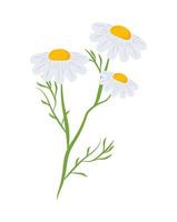 marguerite fleurs nature vecteur