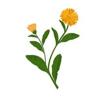 illustration vectorielle de calendula. boutons floraux de souci jaune sur une tige verte. plante médicinale de pharmacie pour le thé. le poids du dessin est isolé sur un fond blanc. vecteur