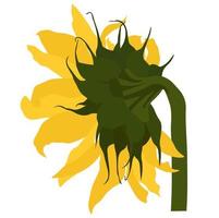 illustration de stock de vecteur de tournesol. fleur de tournesol jaune. botanique solaire d'été. étiquette pour l'huile de tournesol. isolé sur fond blanc.