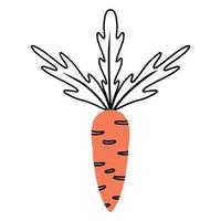 carotte orange isolée. illustration vectorielle dans un style doodle. vecteur