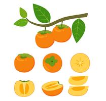 Illustration vectorielle de jeu de vecteur de fruits frais kaki isolé sur fond blanc