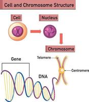 infographie sur la structure des cellules et des chromosomes vecteur